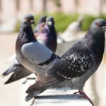 Closeup selective focus shot of pigeons in a park with greenery on the background