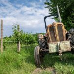 cantina-barchessa-loredan-vini-selva-del-montello-vigneti-attrezzatura-trattore-storico-1024×683