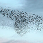 uccelli-migratori